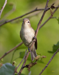 Warbling Vireo 8228